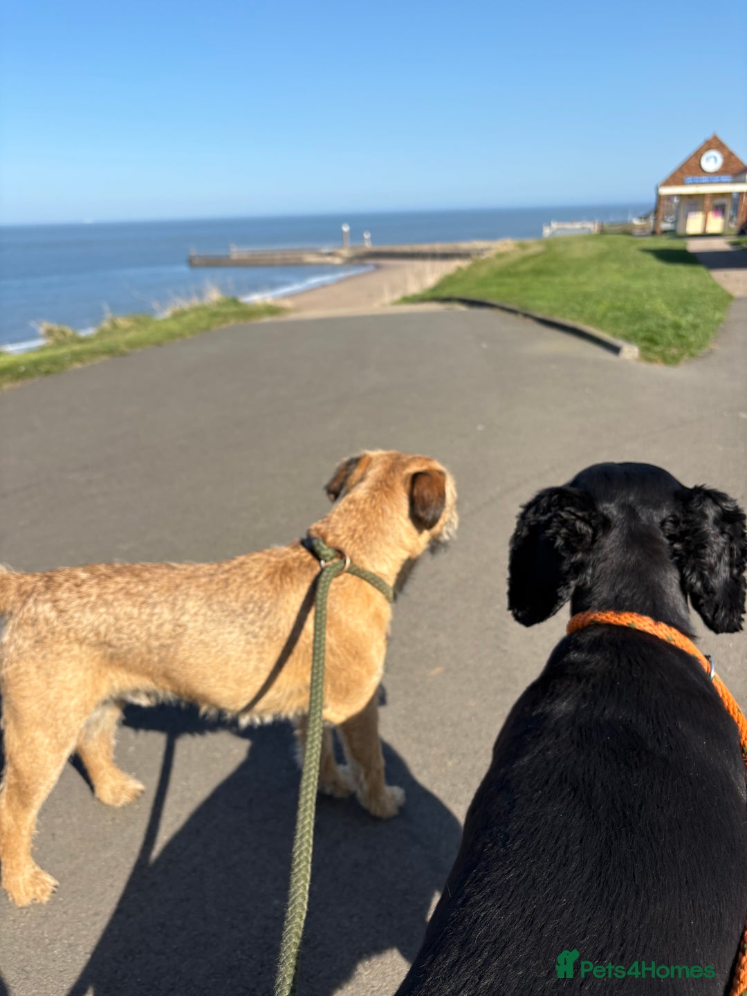 Border Terrier dogs for stud: Border Terrier for stud in Rotherham - Image 2