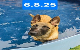Belgian Shepherd Dog dogs for sale: KC Reg Belgian Shepherd Malinois pups for sale in Newport - Image 3