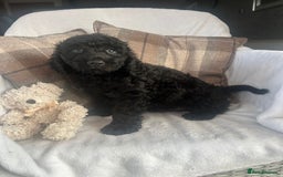 Cockapoo dogs for sale: F1 miniature gorgeous cockapoo puppies  - Image 17