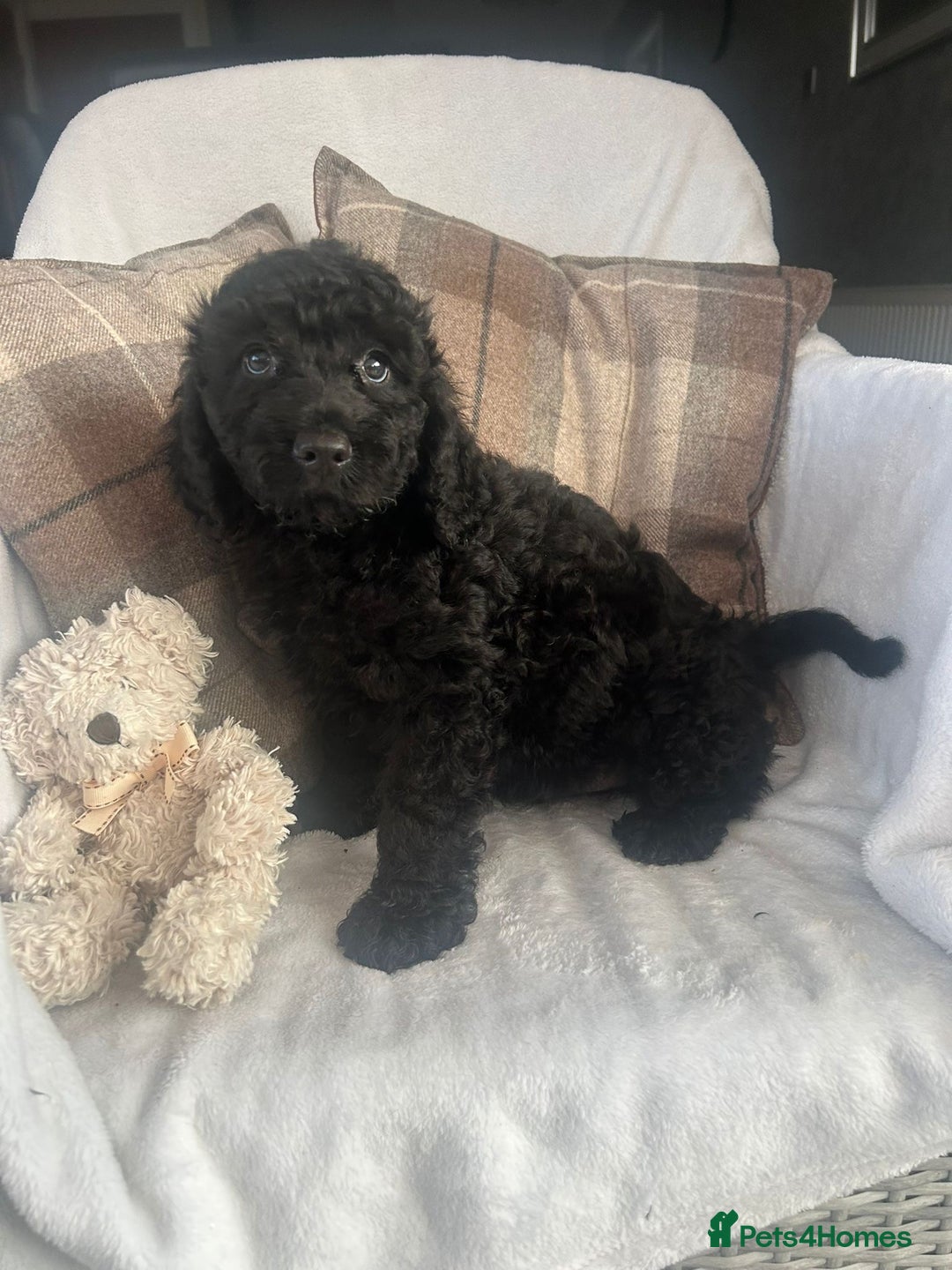Cockapoo dogs for sale: F1 miniature gorgeous cockapoo puppies  - Image 17