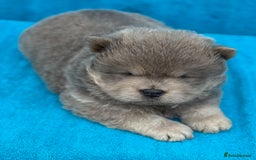 Chow Chow dogs for sale: KC Reg Chow Chow Puppies  - Image 8