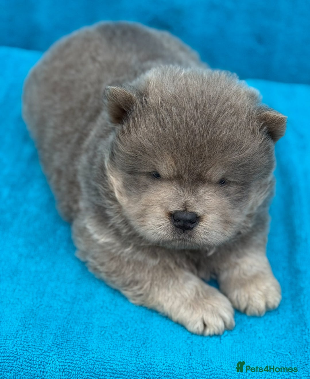 Chow Chow dogs for sale: KC Reg Chow Chow Puppies  - Image 8