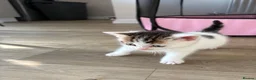 Mixed Breed cats for sale: Kittens  - Advert 5