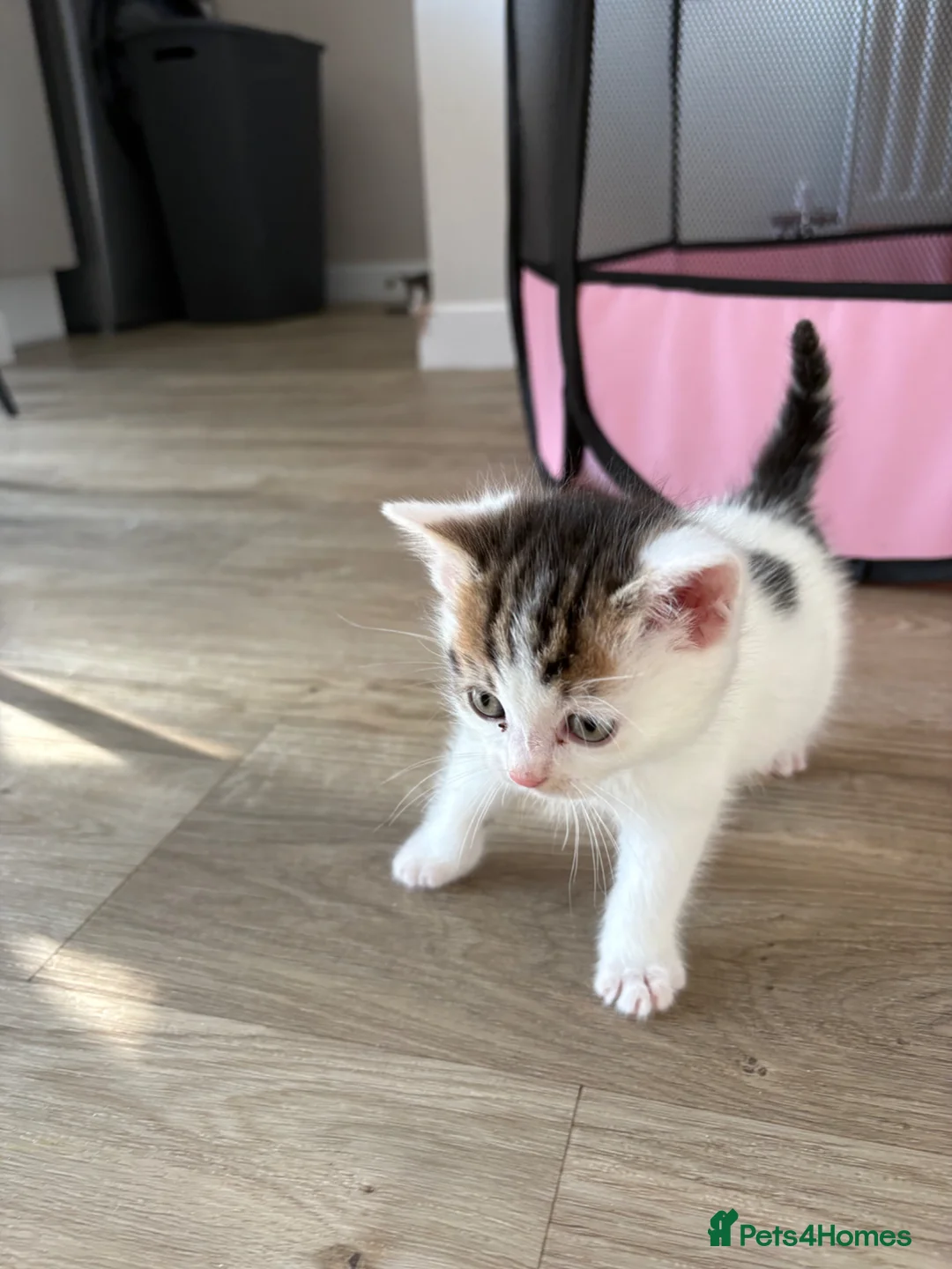 Mixed Breed cats for sale: Kittens  - Advert 5