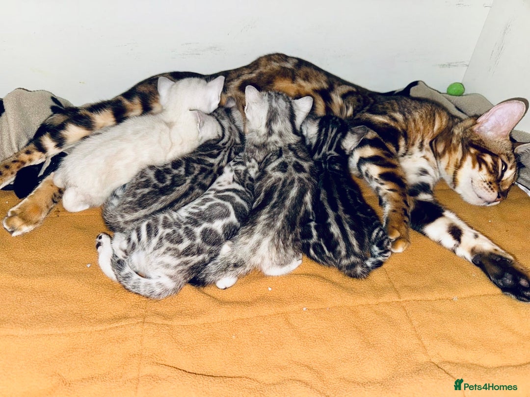 Bengal cats for sale: Exceptional TICA Registered Bengals- Champion Line - Advert 2