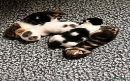 Domestic Shorthair cats for sale: 2 kittens looking for loving home  - Image 1