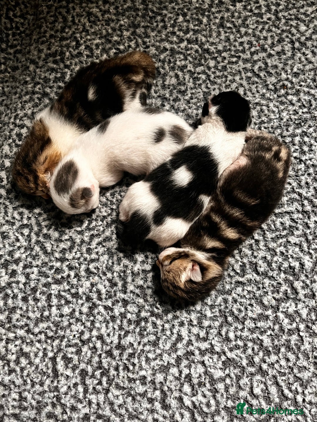 Domestic Shorthair cats for sale: 2 kittens looking for loving home  - Image 1