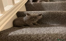 British Shorthair cats for sale: British shorthair - Image 6
