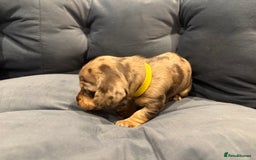 Dachshund dogs for sale: Dachshund puppies for sale  - Image 17