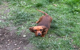 Miniature Dachshund dogs for sale: Miniature Smooth Red Female, petit - Image 3