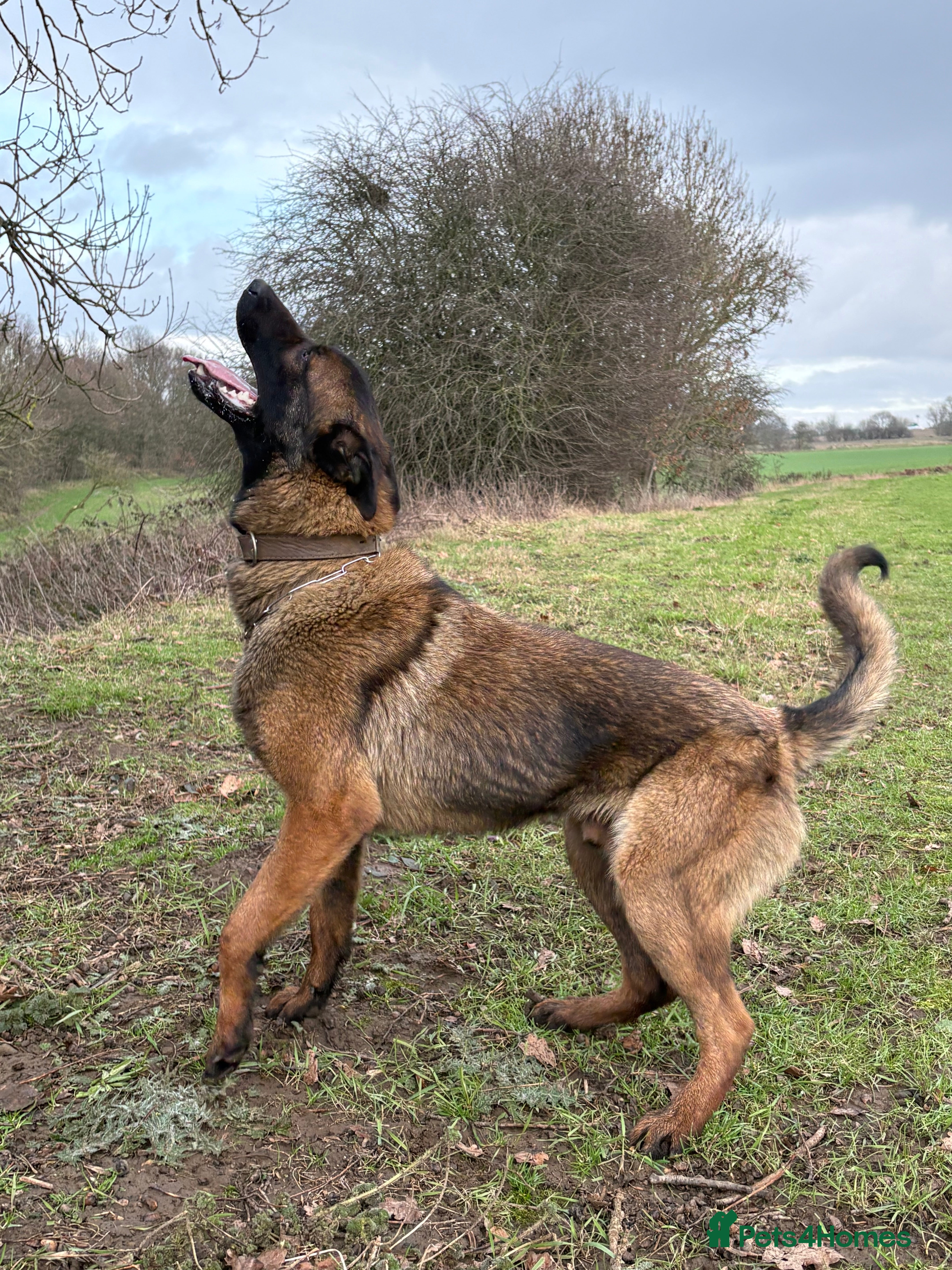 Mixed Breed dogs Rottweiler x malinois - Advert 14