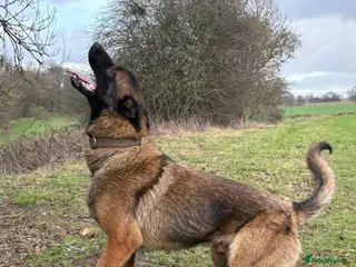 Mixed Breed dogs Rottweiler x malinois - Advert 14