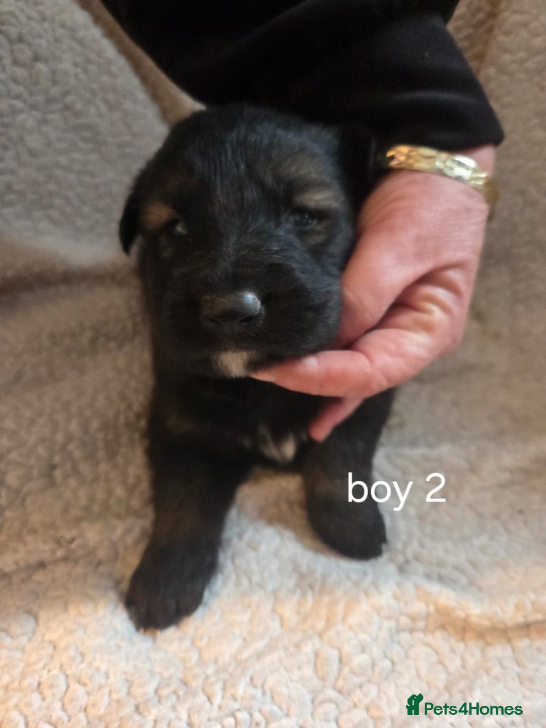 German Shepherd dogs for sale: Beautiful German shepherd puppy’s💕💙 - Advert 3