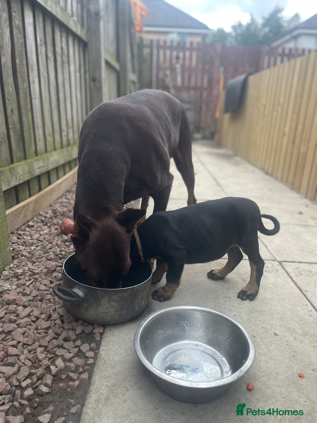 Dobermann dogs for sale: 13 week old Doberman - Image 10