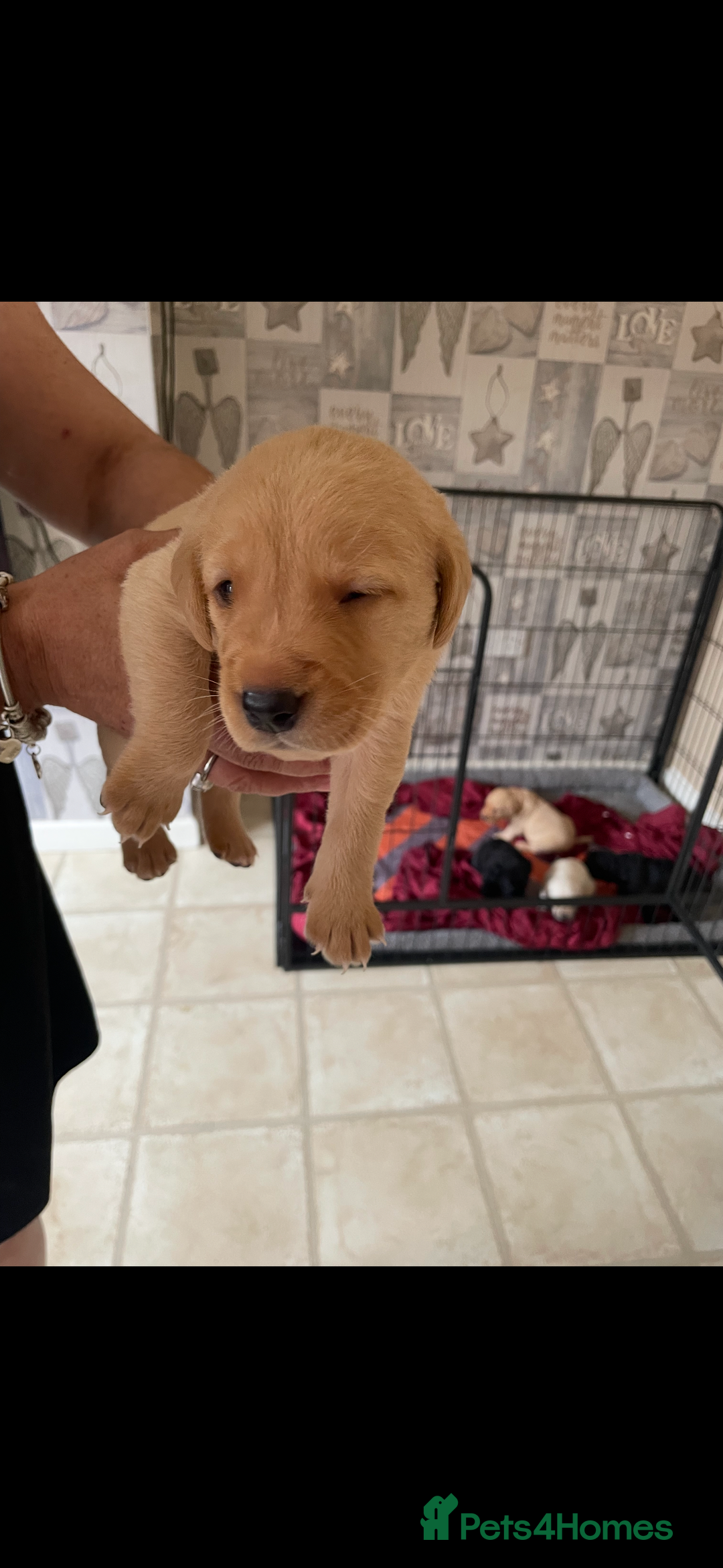 Labrador Retriever dogs for sale: Labrador puppies  - Image 8