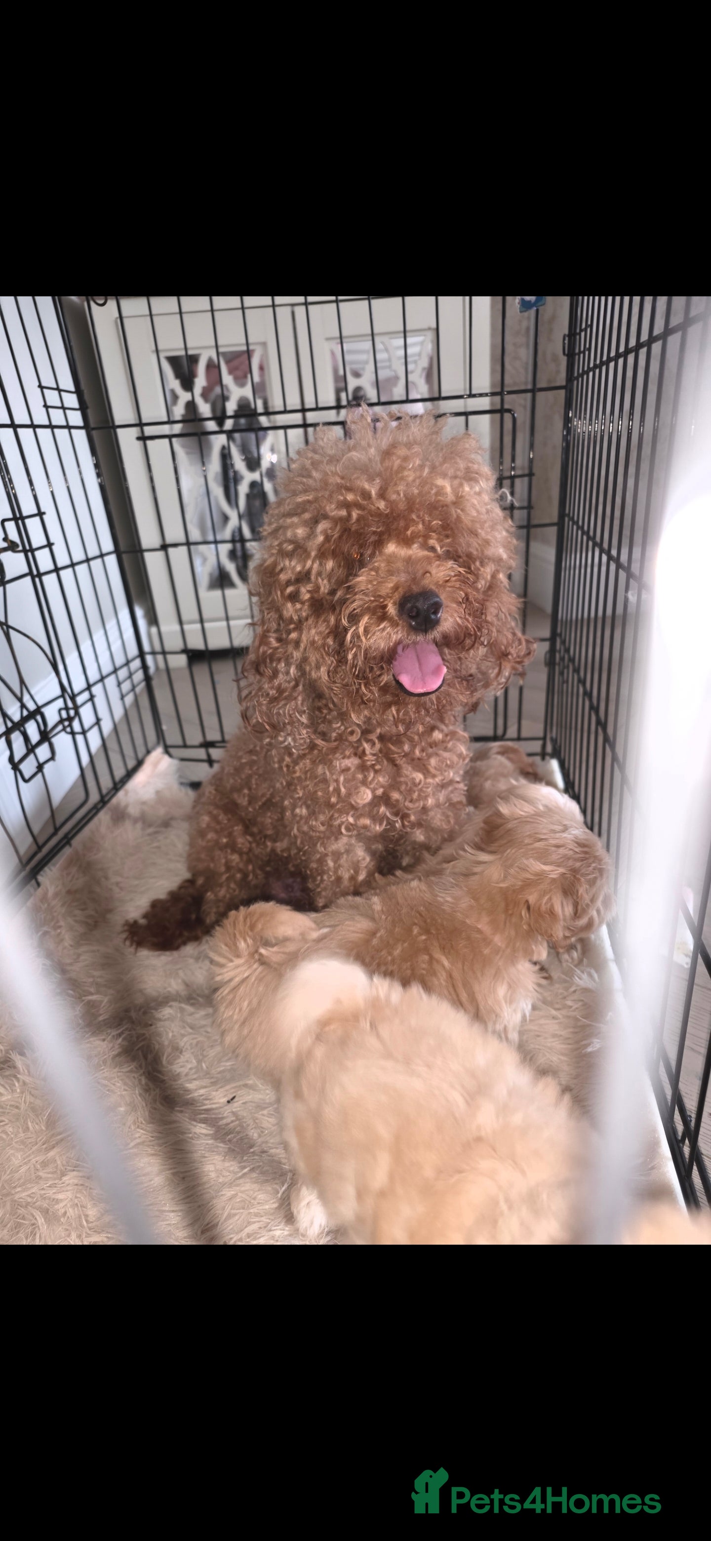 Maltipoo dogs Five gorgeous multi-poo puppies 3boys 2 girls - Advert 1