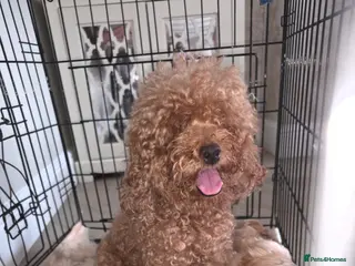 Maltipoo dogs Five gorgeous multi-poo puppies 3boys 2 girls - Advert 1