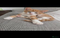 Mixed Breed cats for sale: Kittens  - Image 3