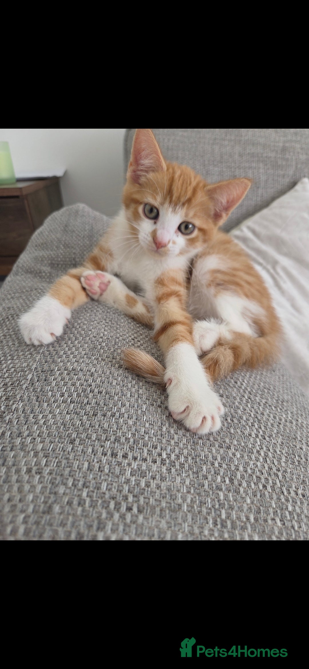 Mixed Breed cats for sale: Kittens  - Image 3