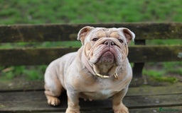 English Bulldog dogs for sale: English Bulldog Looking for a Forever Home  - Image 3