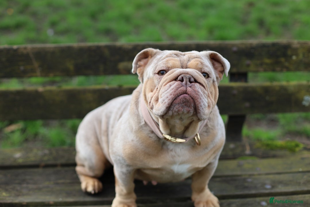 English Bulldog dogs for sale: English Bulldog Looking for a Forever Home  - Image 3