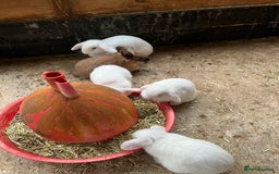 Mixed Breed rabbits for sale: Mini lop, Lionhead & Netherland Dwarf mixes   - Advert 2