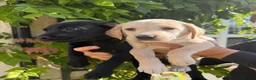 Labrador Retriever dogs for sale: Working Line Labrador Puppies  - Advert 8