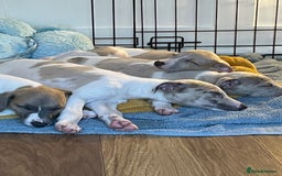 Whippet dogs for sale: Whippet pups  - Image 29