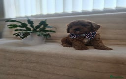 Cavapoo dogs for sale: Ruby red cavapoo puppies  - Image 2