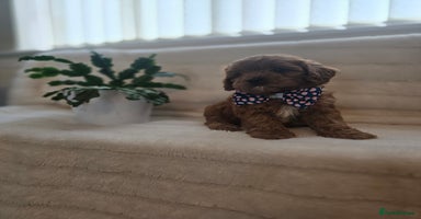 Cavapoo dogs - Advert 11
