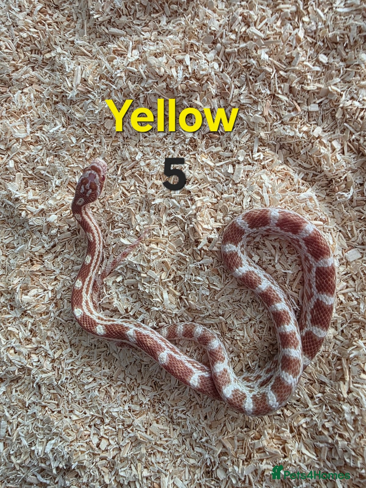 Corn Snake reptiles for sale: Various Cornsnakes avilable  - Advert 6