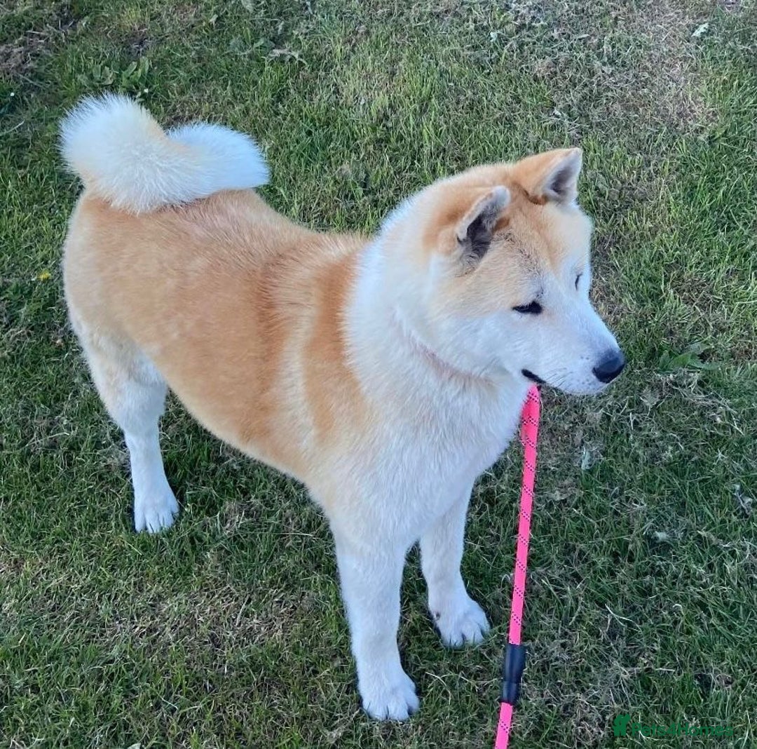Akita dogs for sale: Akitas  - Image 6