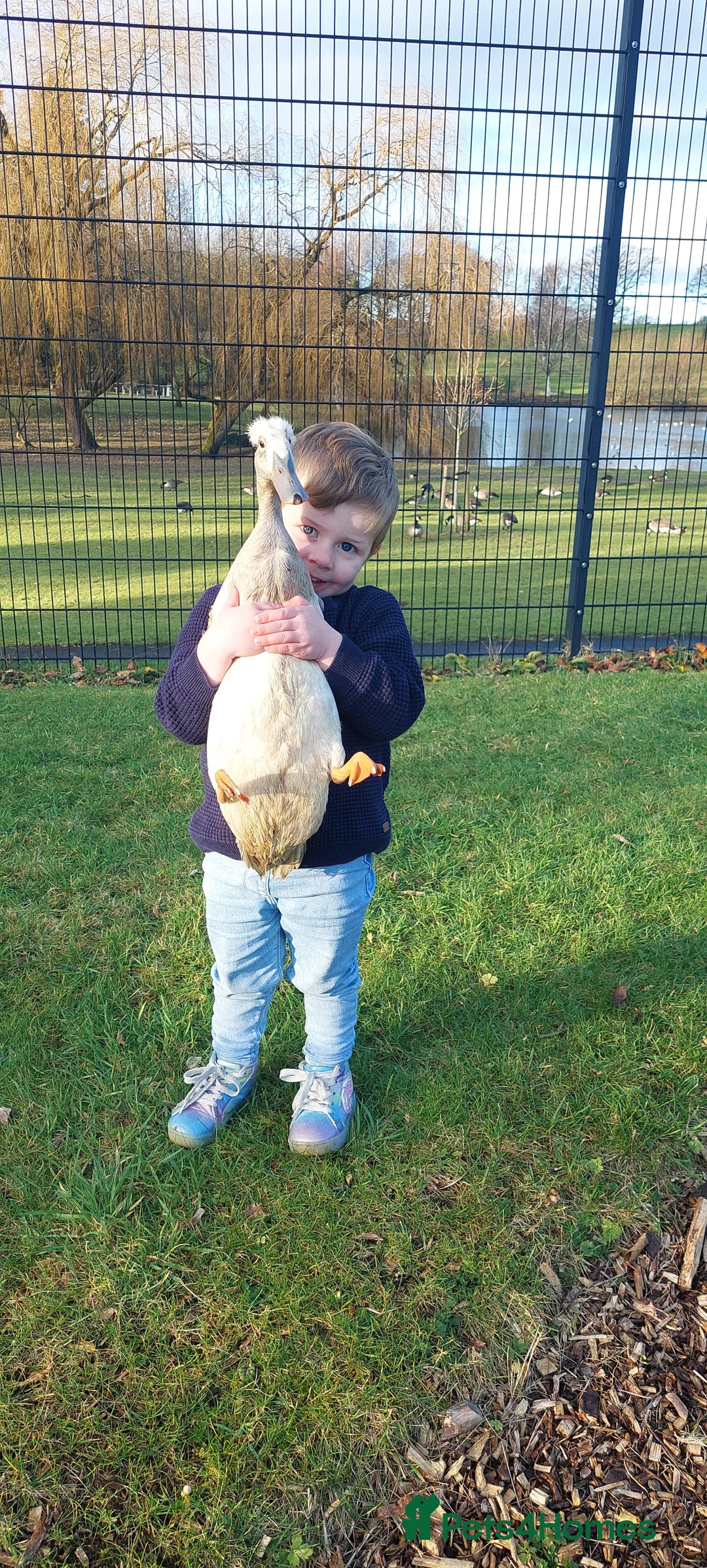 Ducks poultry for sale: Male crested runner duck - Advert 1