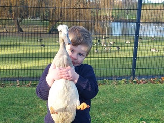 Ducks poultry Male crested runner duck - Advert 1