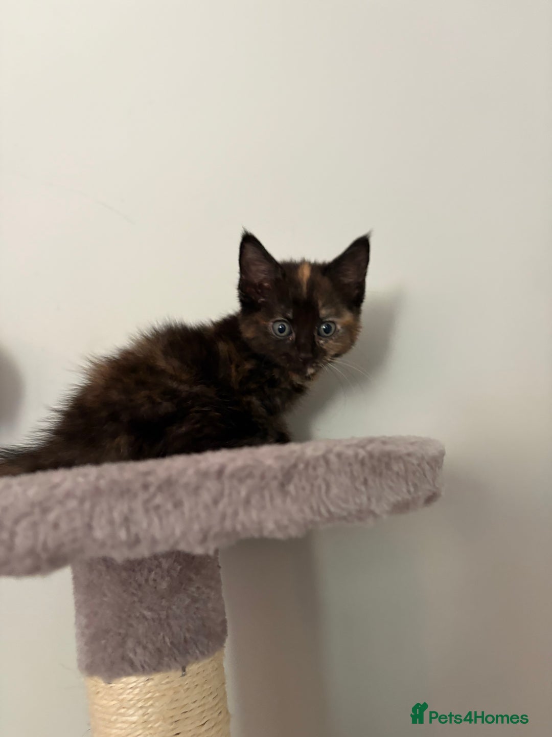 Turkish Van cats for sale: Turkish Van Mix Kittens 8 Weeks Old Ready Now! - Image 7