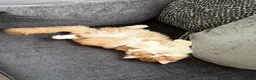 British Longhair cats for stud: GCCF Champion British Longhair proven stud - Advert 5