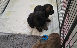 German Shepherd dogs for sale: KC REG GSD PUPPIES FULLY SCORED AND TESTED PARENTS - Image 31