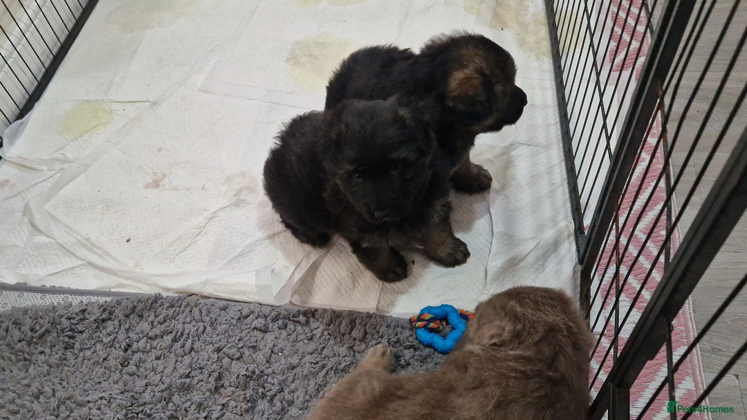 German Shepherd dogs for sale: KC REG GSD PUPPIES FULLY SCORED AND TESTED PARENTS - Image 31