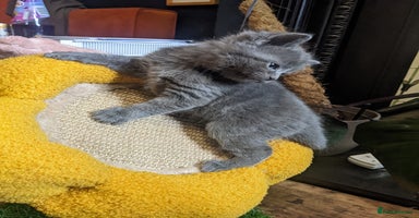 Mixed Breed cats in Stoke-on-Trent - Advert 10