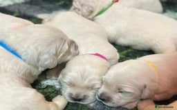 Golden Retriever dogs for sale: Chunky, cream pups - Image 4