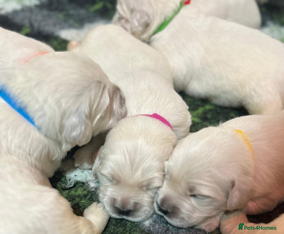 Golden Retriever dogs for sale: Chunky, cream pups - Image 4