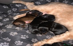 Mixed Breed dogs for sale: Doxiepoos adorable  - Image 6