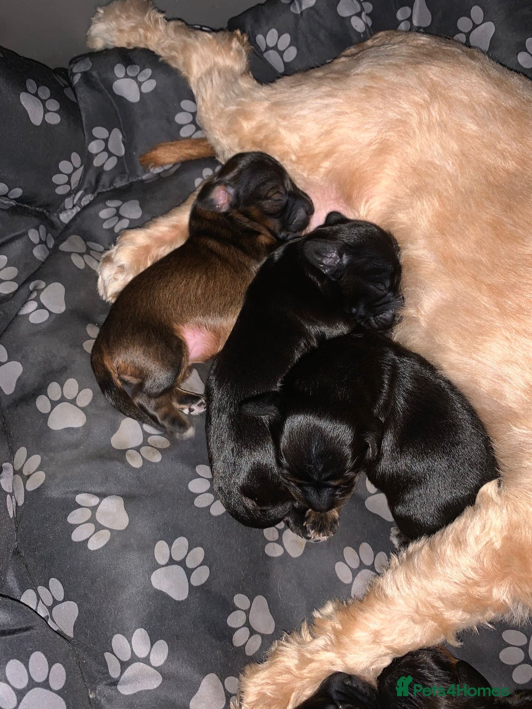 Mixed Breed dogs for sale: Doxiepoos adorable  - Image 6