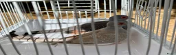 Doves birds for sale: Beautiful diamond doves for sale - Advert 9