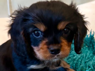 Cavalier King Charles Spaniel dogs Reduced Boys King Charles Cav Chocolate Gene - Advert 3