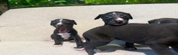 Whippet dogs for sale: READY TO LEAVE KC Registered Whippets - Advert 4