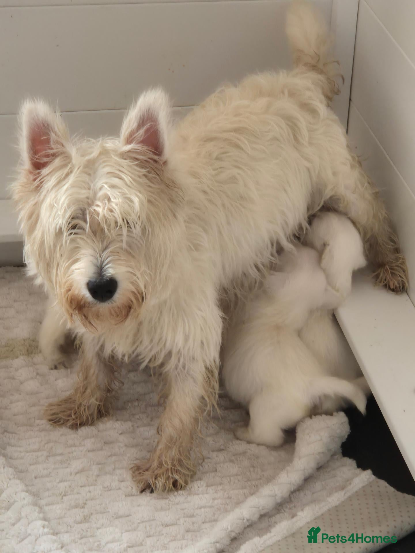 West Highland Terrier dogs 5 x boys 1x girl Westie puppies  - Advert 2