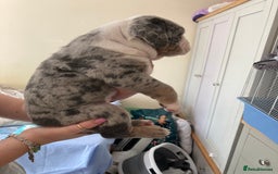 Olde English Bulldogge dogs for sale: Old English bulldog puppies - Image 11