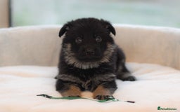 German Shepherd dogs for sale: 5 Generation KC - straight backed GSD puppies  - Image 23