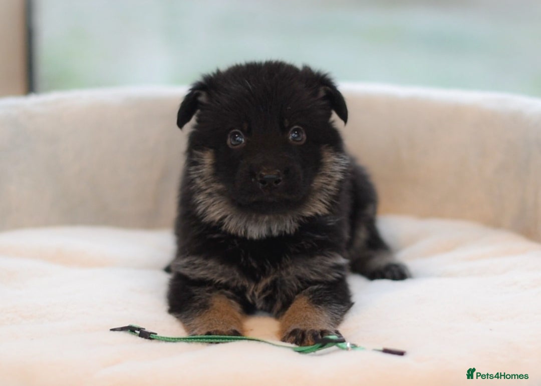 German Shepherd dogs for sale: 5 Generation KC - straight backed GSD puppies  - Image 23